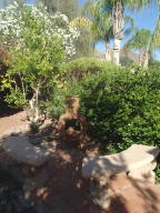 1513 E Piute Ave, Phoenix, AZ 85024 photo 36