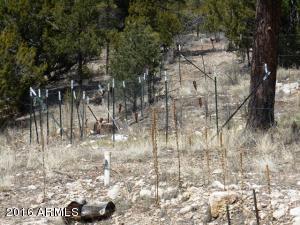 1811 Toad Stool Rd, Overgaard, AZ 85933 photo 51