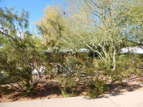 1430 E Williams St, Tempe, AZ 85281 photo 8