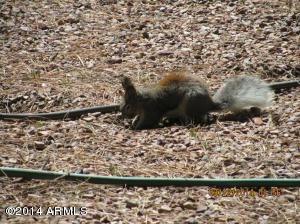 2540 Middle Loop, Forest Lakes, AZ 85931 photo 29