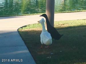 4512 E Sundance Ave, Gilbert, AZ 85297 photo 47
