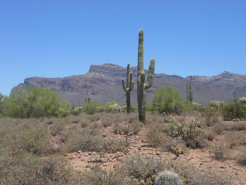 5934 E 22nd Ave, Apache Junction, AZ 85119 photo 54