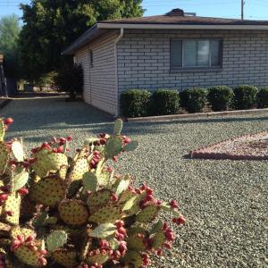 6561 E Decatur St, Mesa, AZ 85205 photo 2