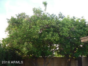 1554 E Todd Dr, Tempe, AZ 85283 photo 46