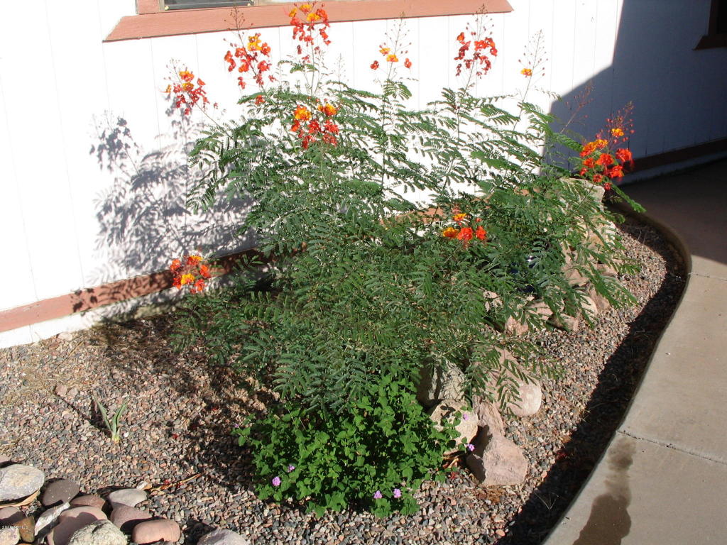 371 W 23rd Ave, Apache Junction, AZ 85120 photo 25