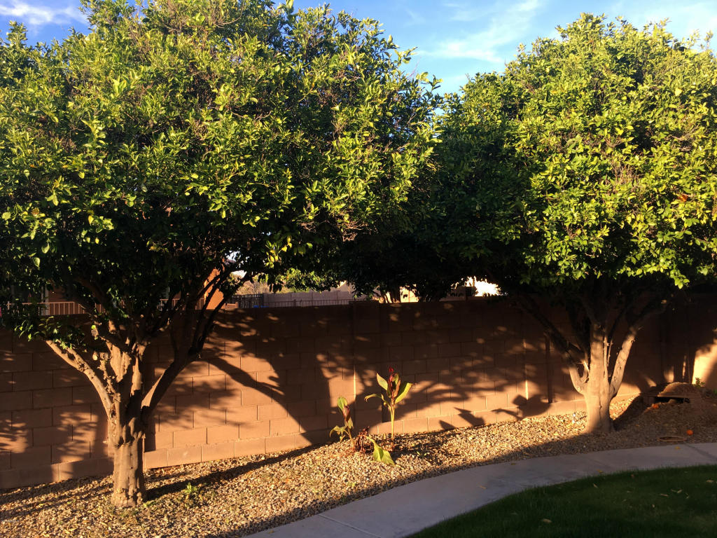 3640 Ellis St, Mesa, AZ 85205 photo 77