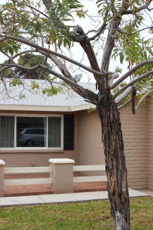 735 E 3rd St, Mesa, AZ 85203 photo 5