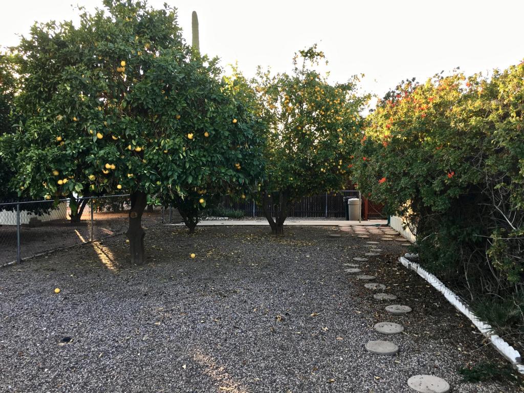 5647 E Dodge St, Mesa, AZ 85205 photo 34