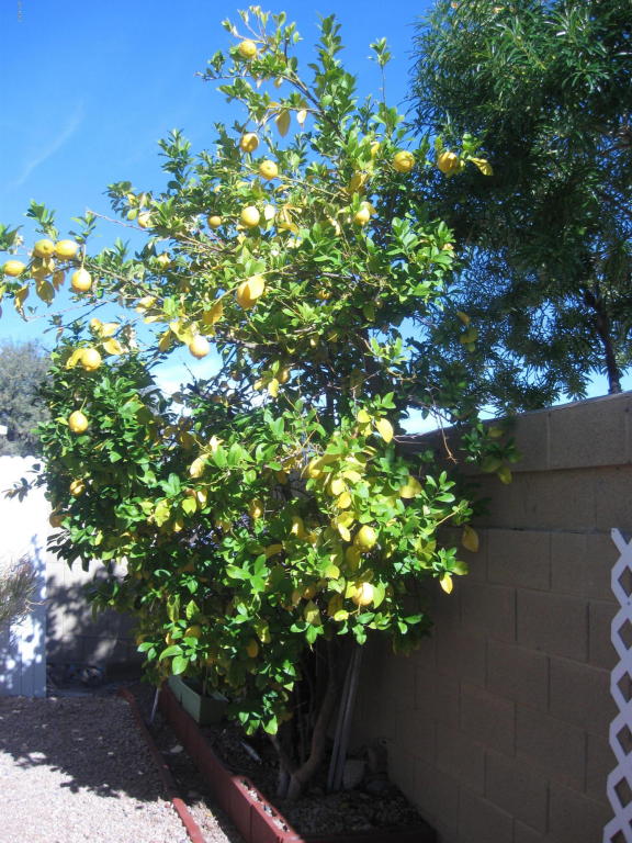 3541 E Kerry Ln, Phoenix, AZ 85050 photo 39