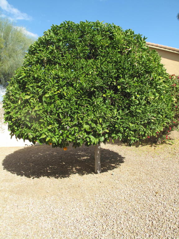 5953 E Jensen St, Mesa, AZ 85205 photo 11