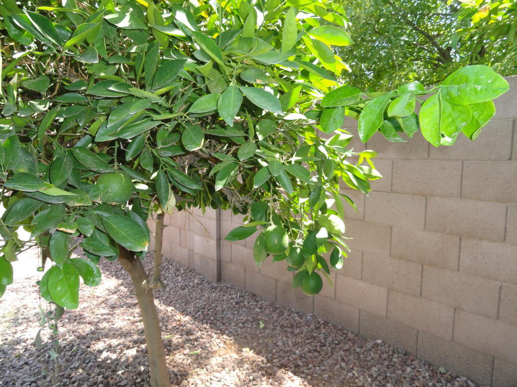 3863 E Cullumber St, Gilbert, AZ 85234 photo 43