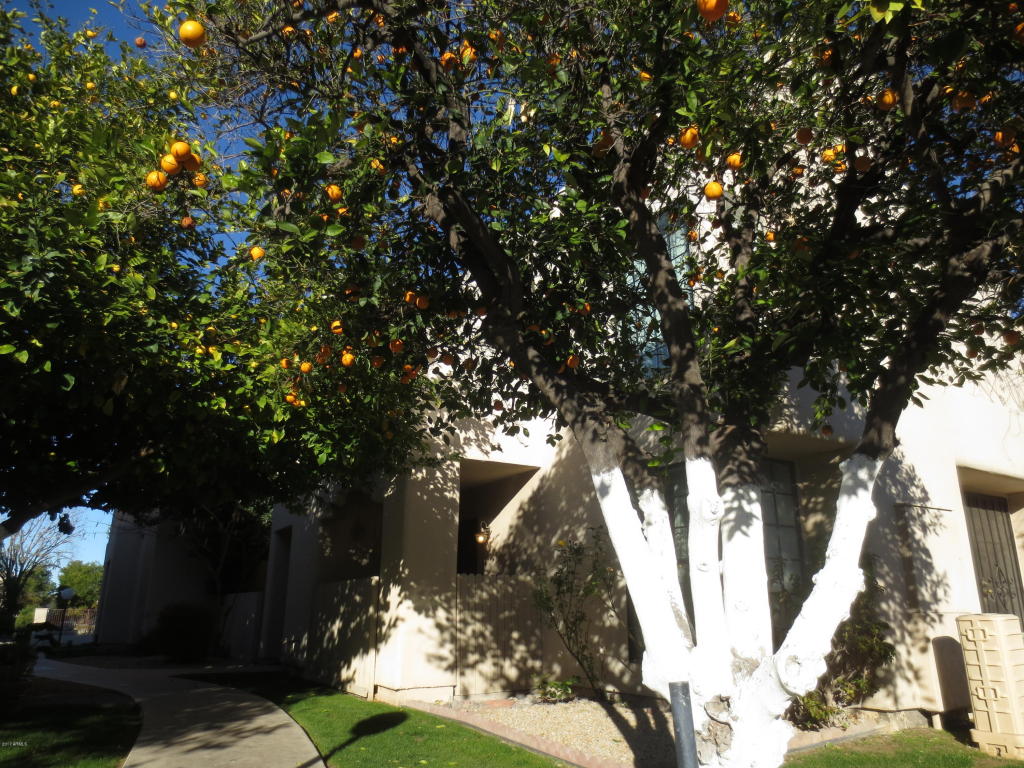 5402 E Windsor Ave #54, Phoenix, AZ 85008 photo 4
