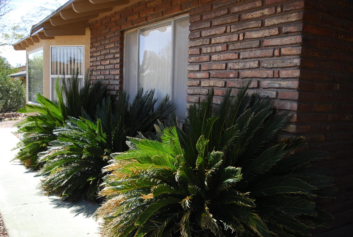 1236 N 67th St, Mesa, AZ 85205 photo 8