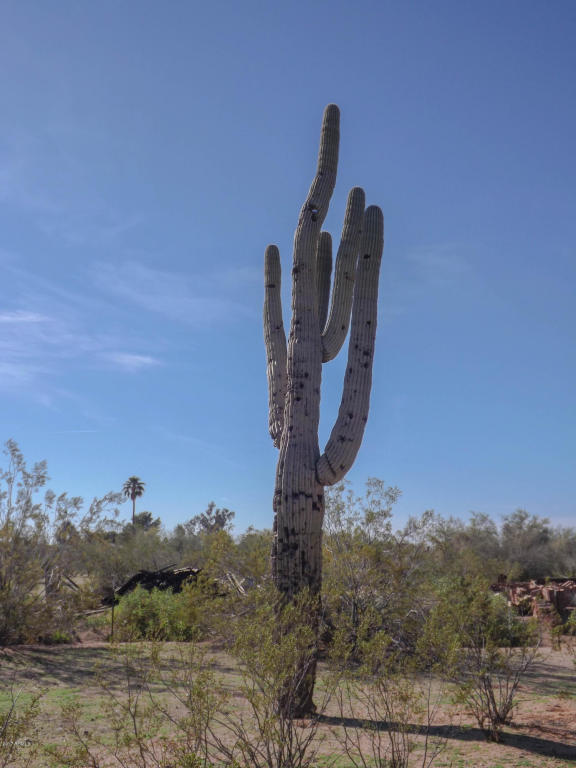 2517 W Smoketree St, Apache Junction, AZ 85120 photo 30