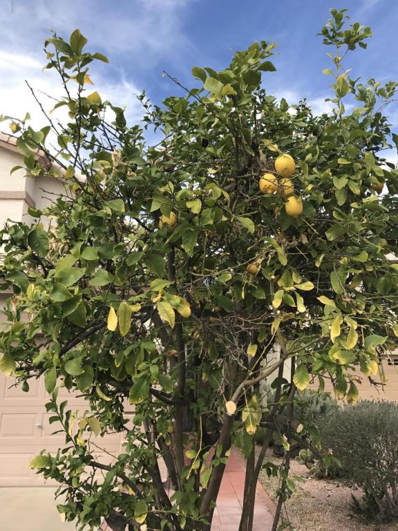 1864 E Chilton Dr, Tempe, AZ 85283 photo 50