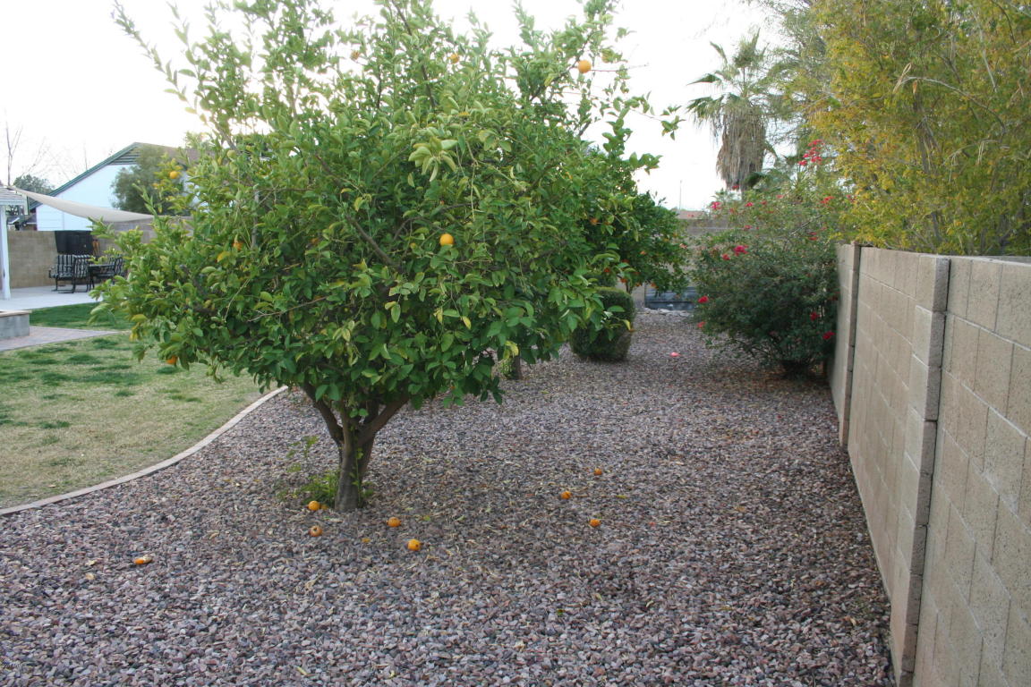 738 E Hillview St, Mesa, AZ 85203 photo 11