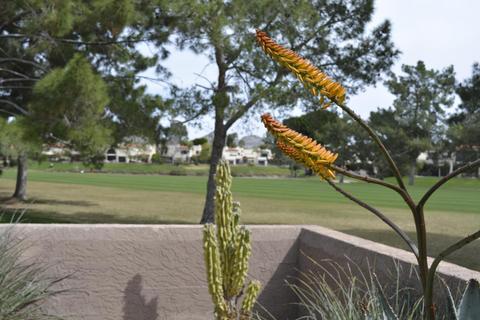 86 Biltmore Est, Phoenix, AZ 85016 photo 12
