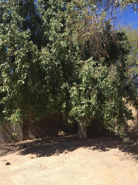 6362 E Princess Dr, Mesa, AZ 85205 photo 25