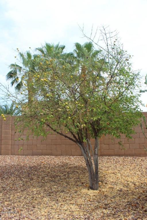 10333 E Jerome Ave, Mesa, AZ 85209 photo 31