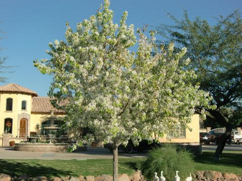 1929 N 24th St, Mesa, AZ 85213 photo 33