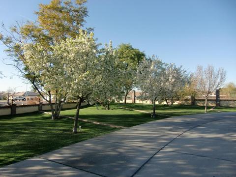 1929 N 24th St, Mesa, AZ 85213 photo 32