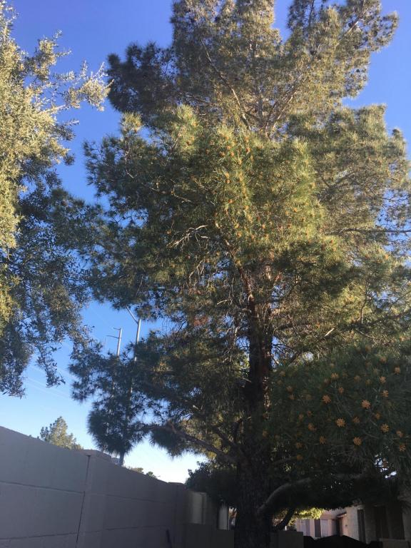 3144 E Siesta Ln, Phoenix, AZ 85050 photo 39