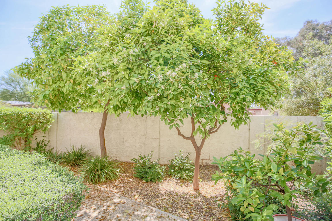 711 E Corte Oro --, Phoenix, AZ 85020 photo 33