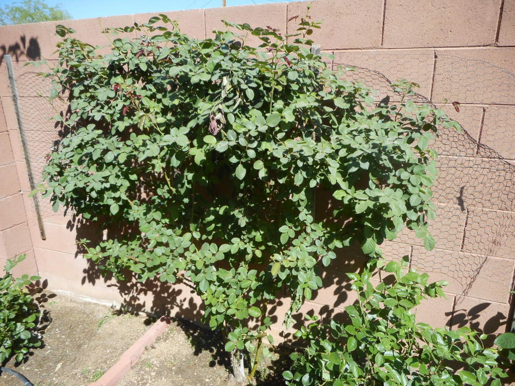 2145 E Danbury Rd, Phoenix, AZ 85022 photo 19