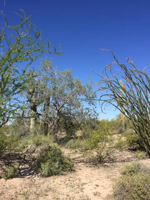 7914 E Oasis St #-, Mesa, AZ 85207 photo 5