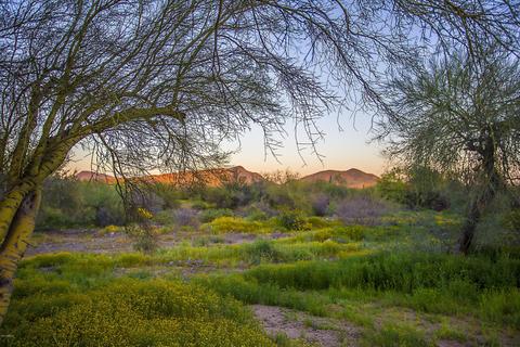 42505 N 9th Ave, Phoenix, AZ 85086 photo 6