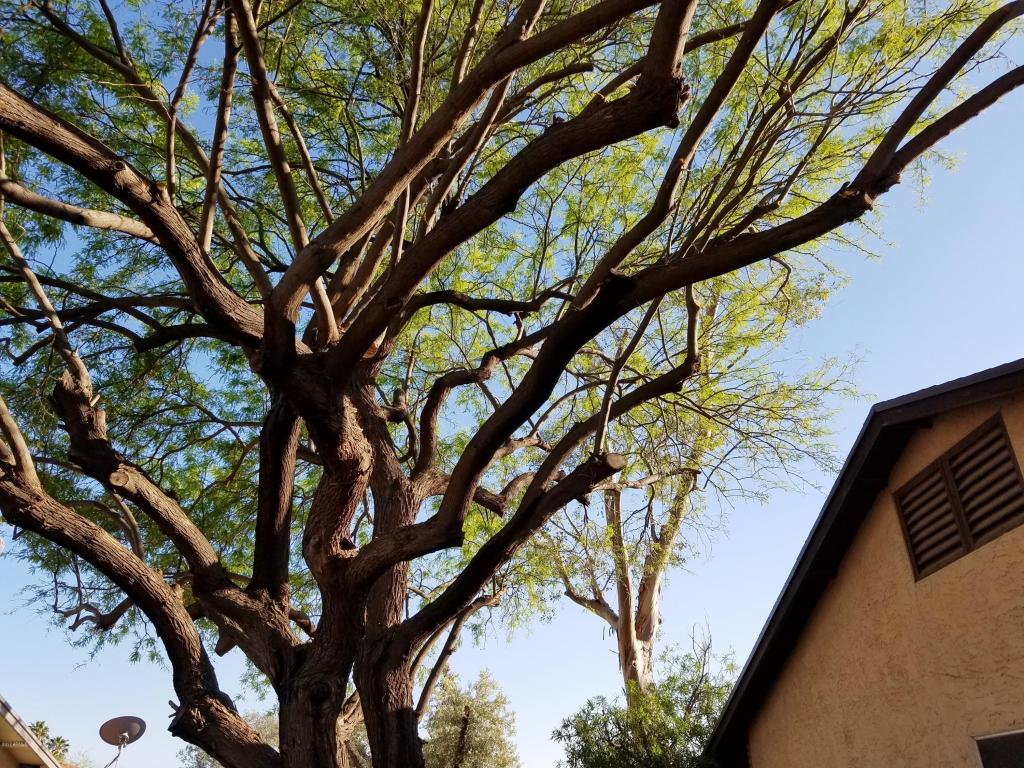 3504 E Delta Ave, Mesa, AZ 85204 photo 20