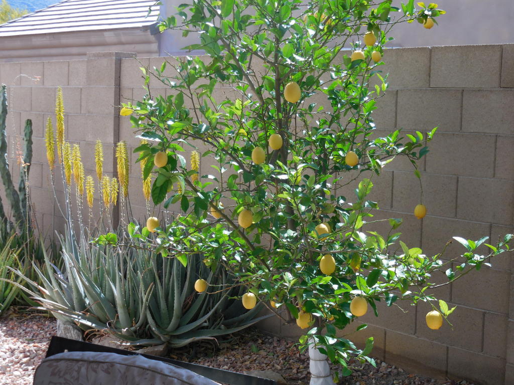1538 E Desert Ln, Phoenix, AZ 85042 photo 20