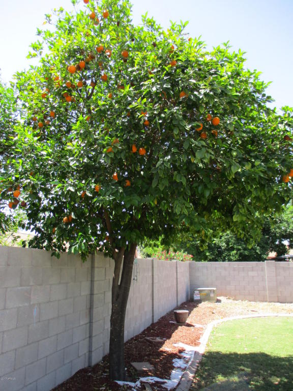 2247 E Harmony Ave, Mesa, AZ 85204 photo 32