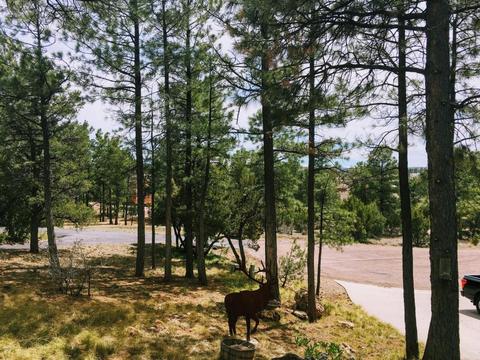 2216 Putter Pl, Overgaard, AZ 85933 photo 10