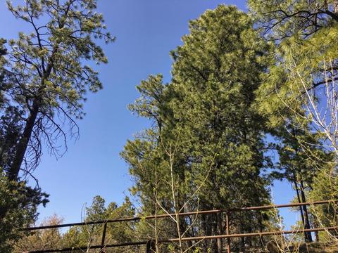 2216 Putter Pl, Overgaard, AZ 85933 photo 7