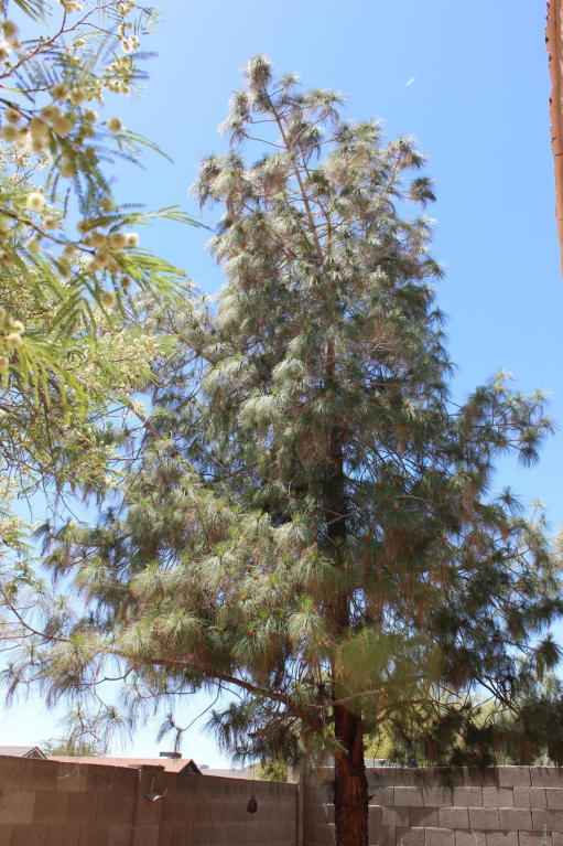 4101 E San Gabriel Ave, Phoenix, AZ 85044 photo 20