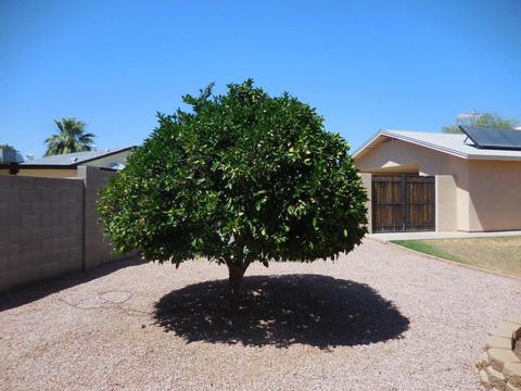 810 N Pine Ct, Gilbert, AZ 85233 photo 43