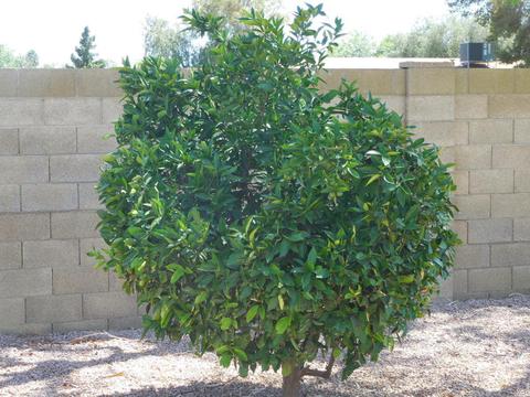 810 N Pine Ct, Gilbert, AZ 85233 photo 41