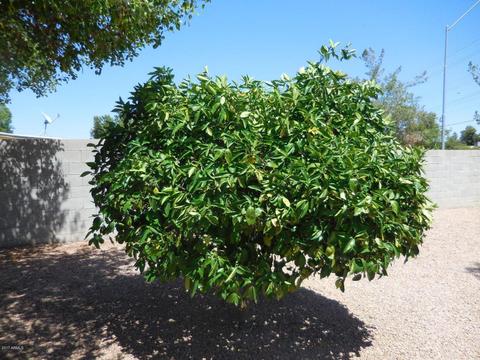 810 N Pine Ct, Gilbert, AZ 85233 photo 42