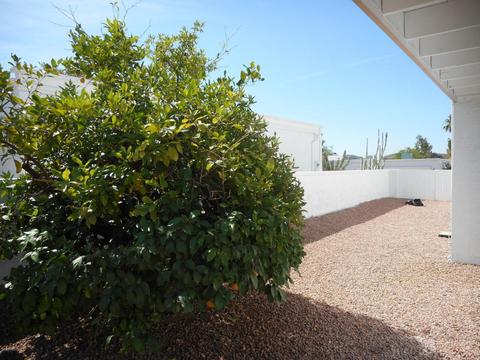 1302 E Winged Foot Rd, Phoenix, AZ 85022 photo 18