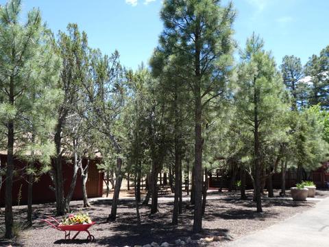 3021 Aspen Rd, Overgaard, AZ 85933 photo 25
