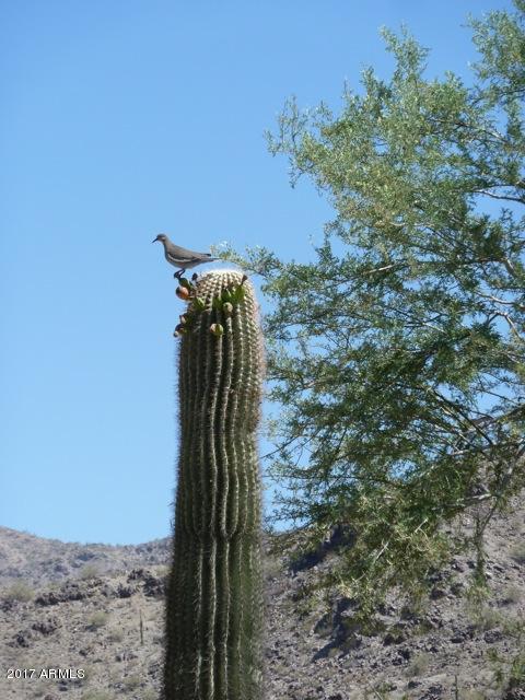 2717 E Rock Wren Rd, Phoenix, AZ 85048 photo 33