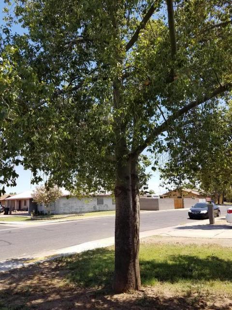 225 E Jacaranda St, Mesa, AZ 85201 photo 25