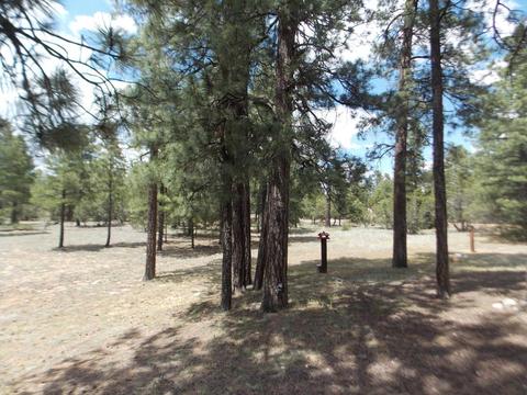 2886 Antelope Trl, Overgaard, AZ 85933 photo 35
