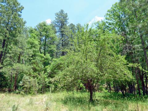 327 E Belluzzi Blvd, Payson, AZ 85541 photo 15