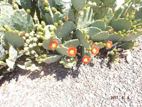 8264 Euclid Ave, Mesa, AZ 85208 photo 26