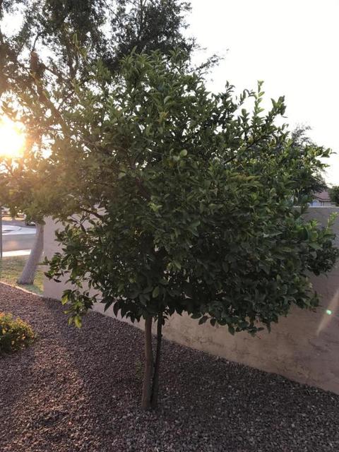 801 S Cancun Dr, Gilbert, AZ 85233 photo 25