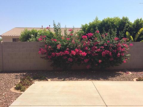 3903 W Range Mule Dr, Phoenix, AZ 85083 photo 49