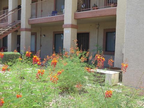 1440 N Idaho Rd #1083, Apache Junction, AZ 85119 photo 25