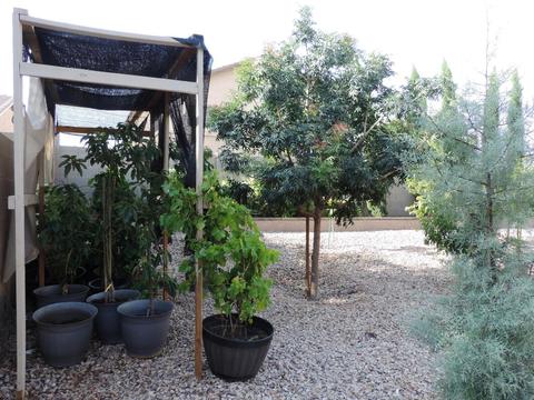 11412 E Starkey Cir, Mesa, AZ 85212 photo 42